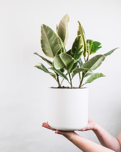 人拿着白色陶瓷盆绿色植物
